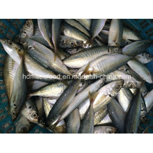 New Round Scad Fish (14-18cm)